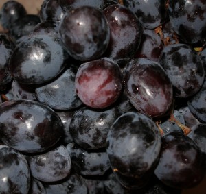 Grapes of PURPLE 006