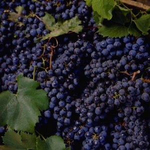 grapes (2)